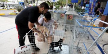 Rio de Janeiro é a primeira capital a permitir a entrada de cães e gatos em supermercados