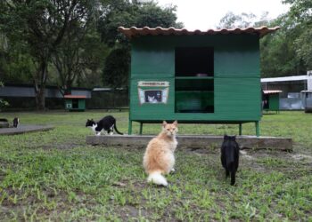 Verão Animal 2023: Prefeitura promove ‘Escovão felino’ no abrigo municipal Fazenda Modelo