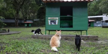 Verão Animal 2023: Prefeitura promove ‘Escovão felino’ no abrigo municipal Fazenda Modelo